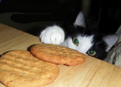 עוגיות מאכל לחתול אהוב