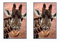 animals_puzzle45-P