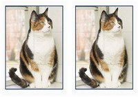cats_puzzle6-P