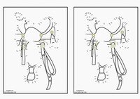 cowboy_dots14-DT