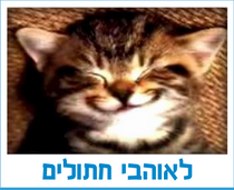 לאוהבי חתולים