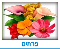 פרחים