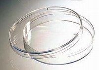 כיבוד בצלחות פטרי