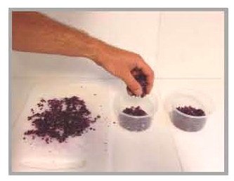 ניסוי בכרוב אדום - חומצה ובסיס